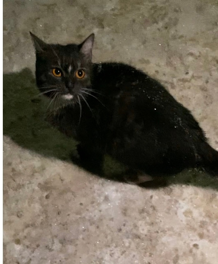 Найдена кошка в Сызрани — фото объявления