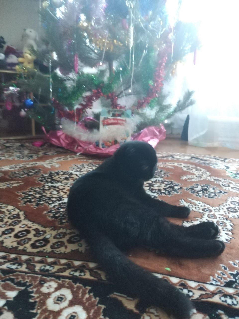 Пропала кошка в Сызрани — фото объявления