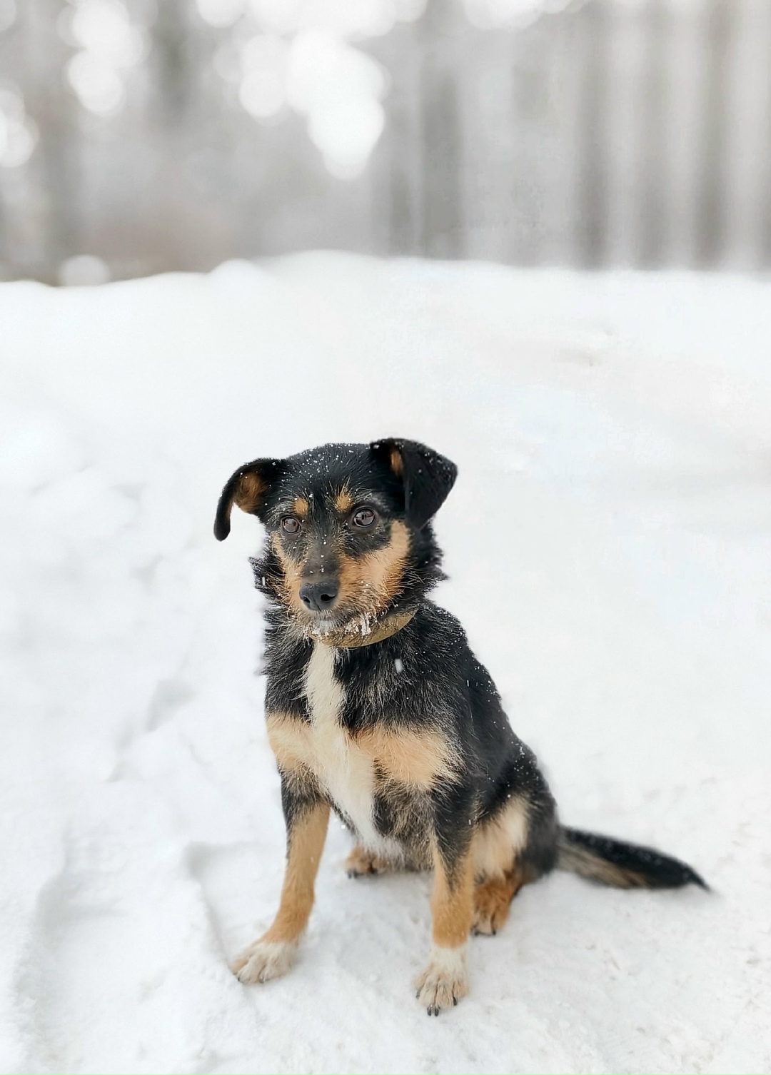 Найдена собака в Сызрани — фото объявления