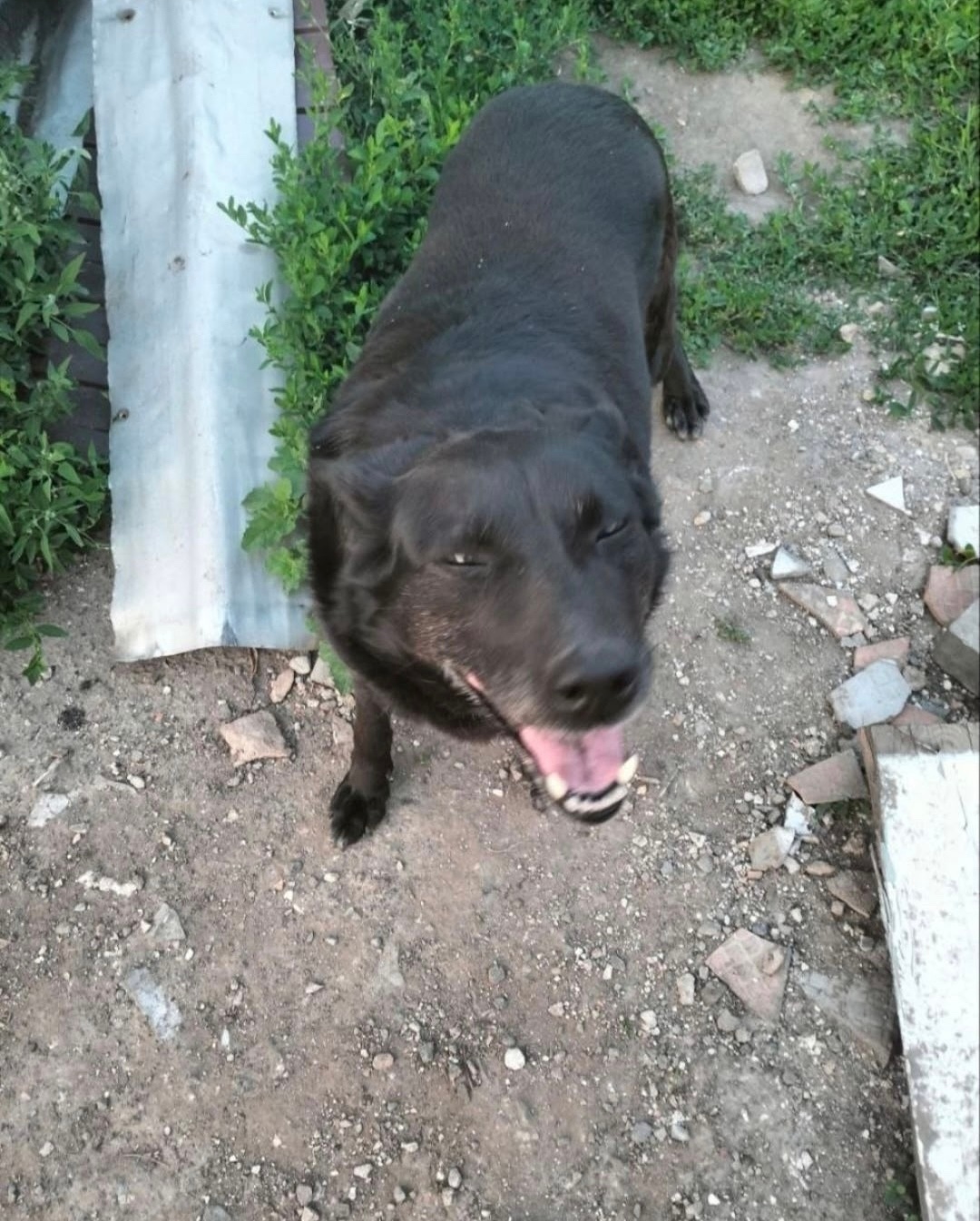 Пропала собака в Сызрани — фото объявления