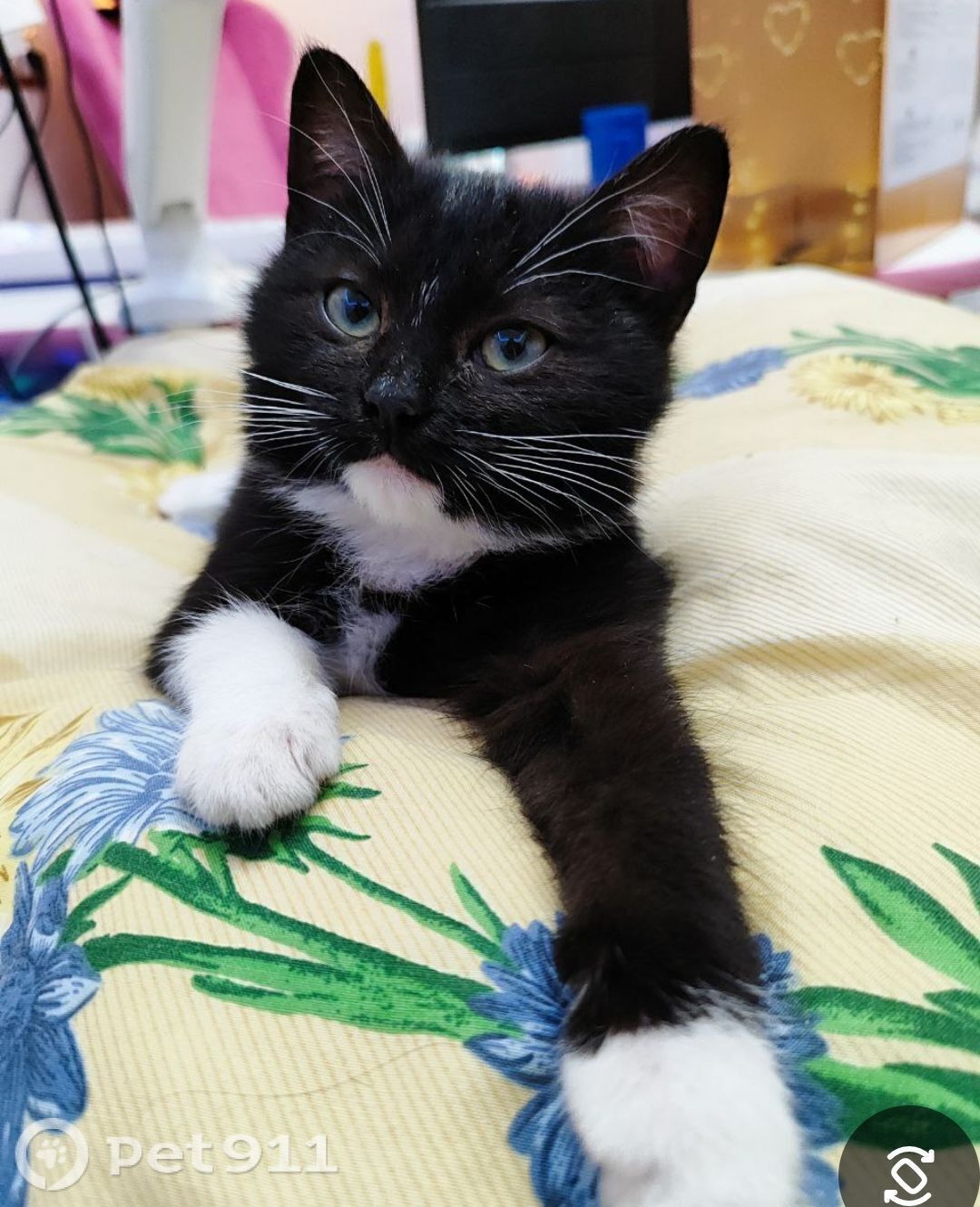 Пропала кошка в Сызрани — фото объявления