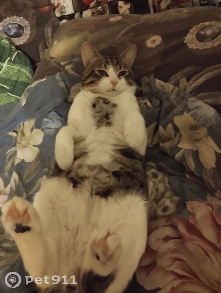 Пропала кошка в Сызрани — фото объявления