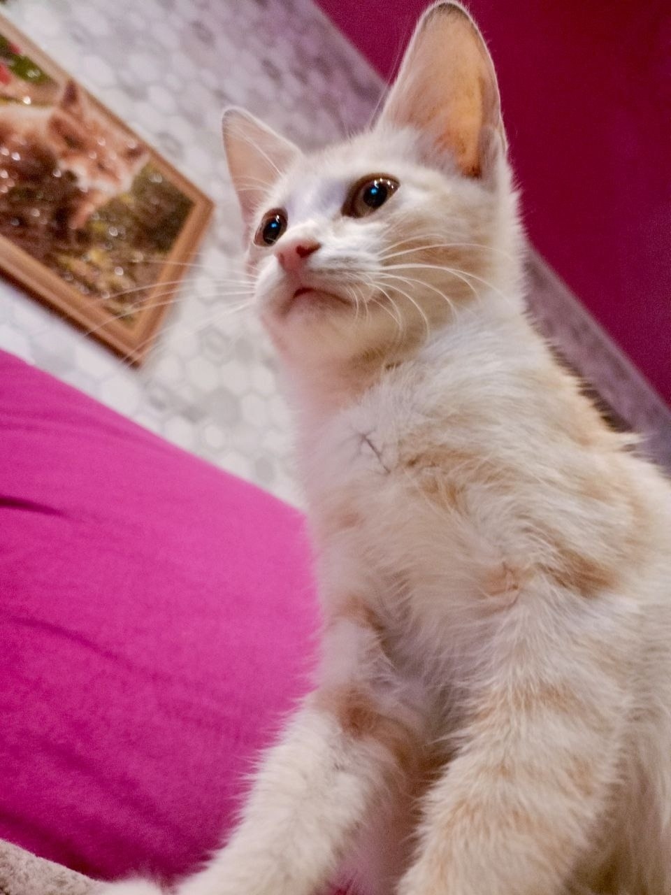 Найдена кошка в Сызрани — фото объявления