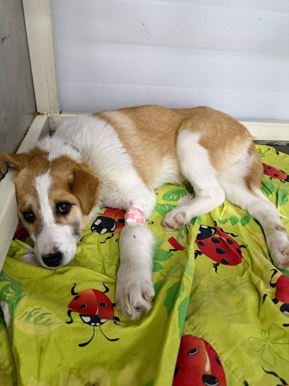 Пропала собака в Иркутске — фото объявления