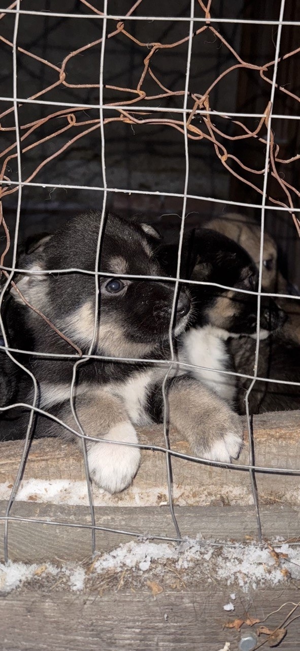 Найдена собака в Иркутске — фото объявления