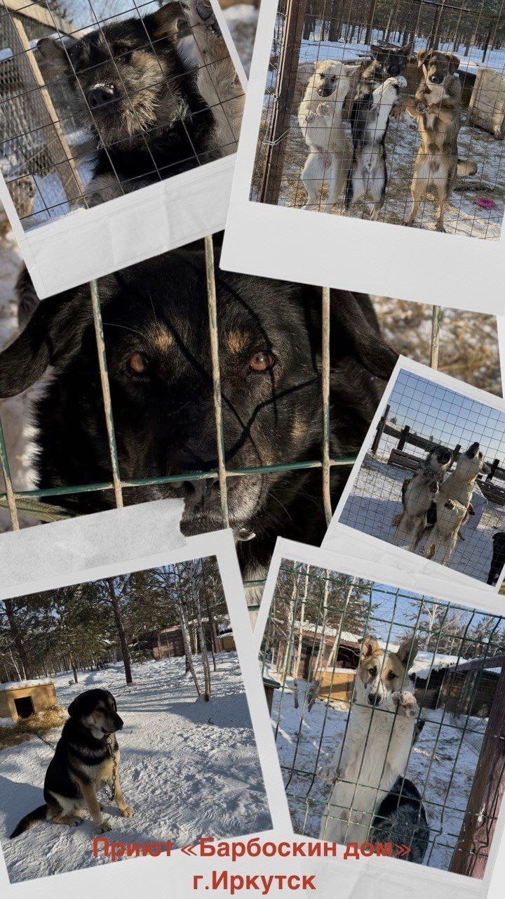 Пропала собака в Иркутске — фото объявления