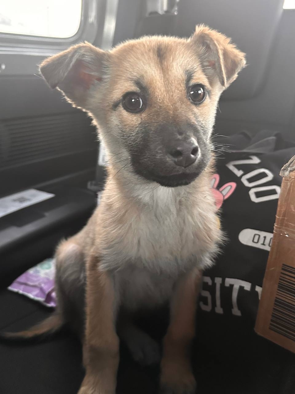 Найдена собака в Иркутске — фото объявления