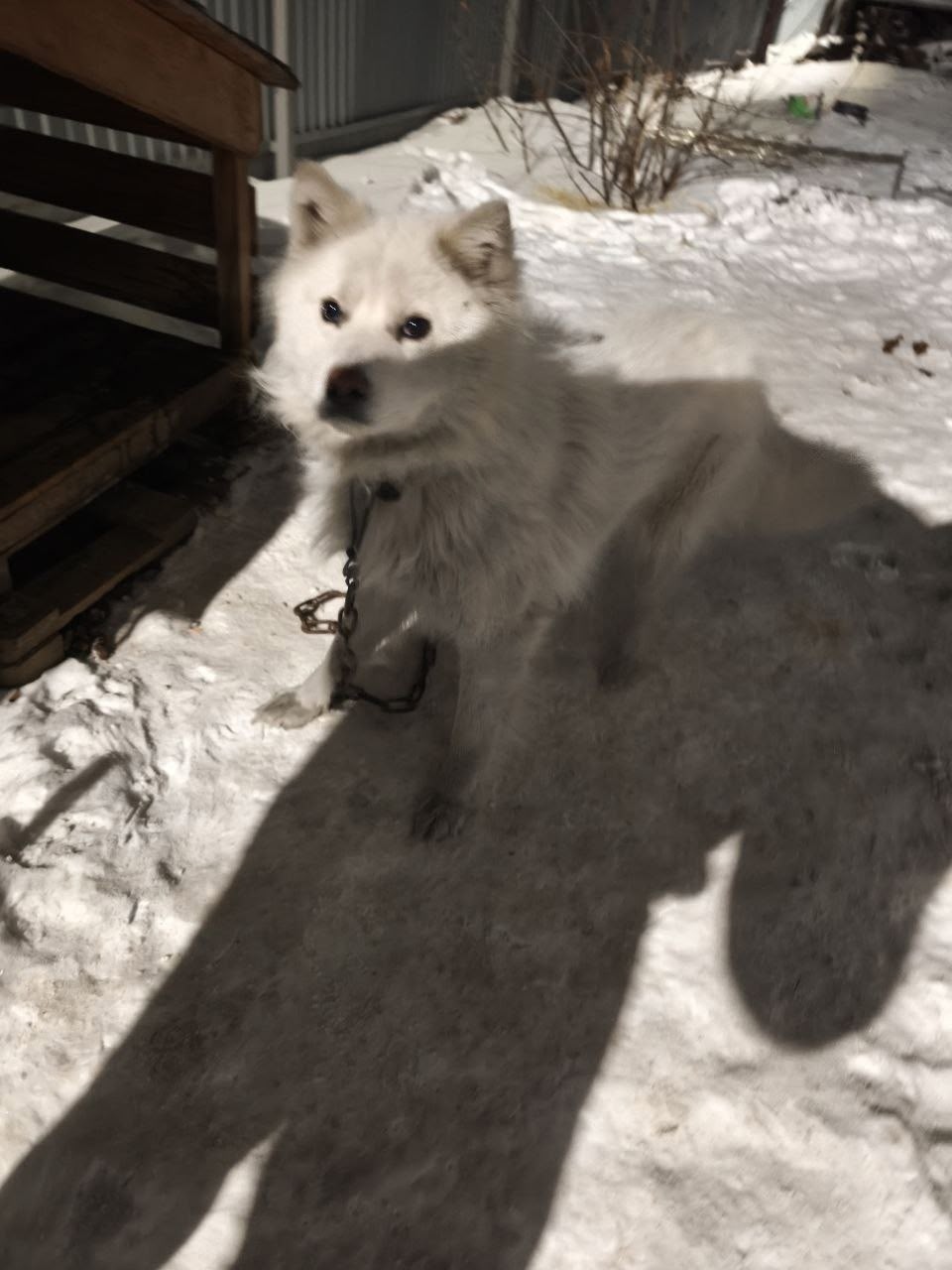 Пропала собака в Иркутске — фото объявления