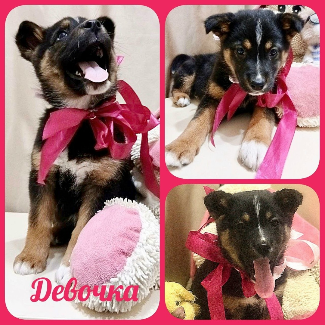 Найдена собака в Иркутске — фото объявления