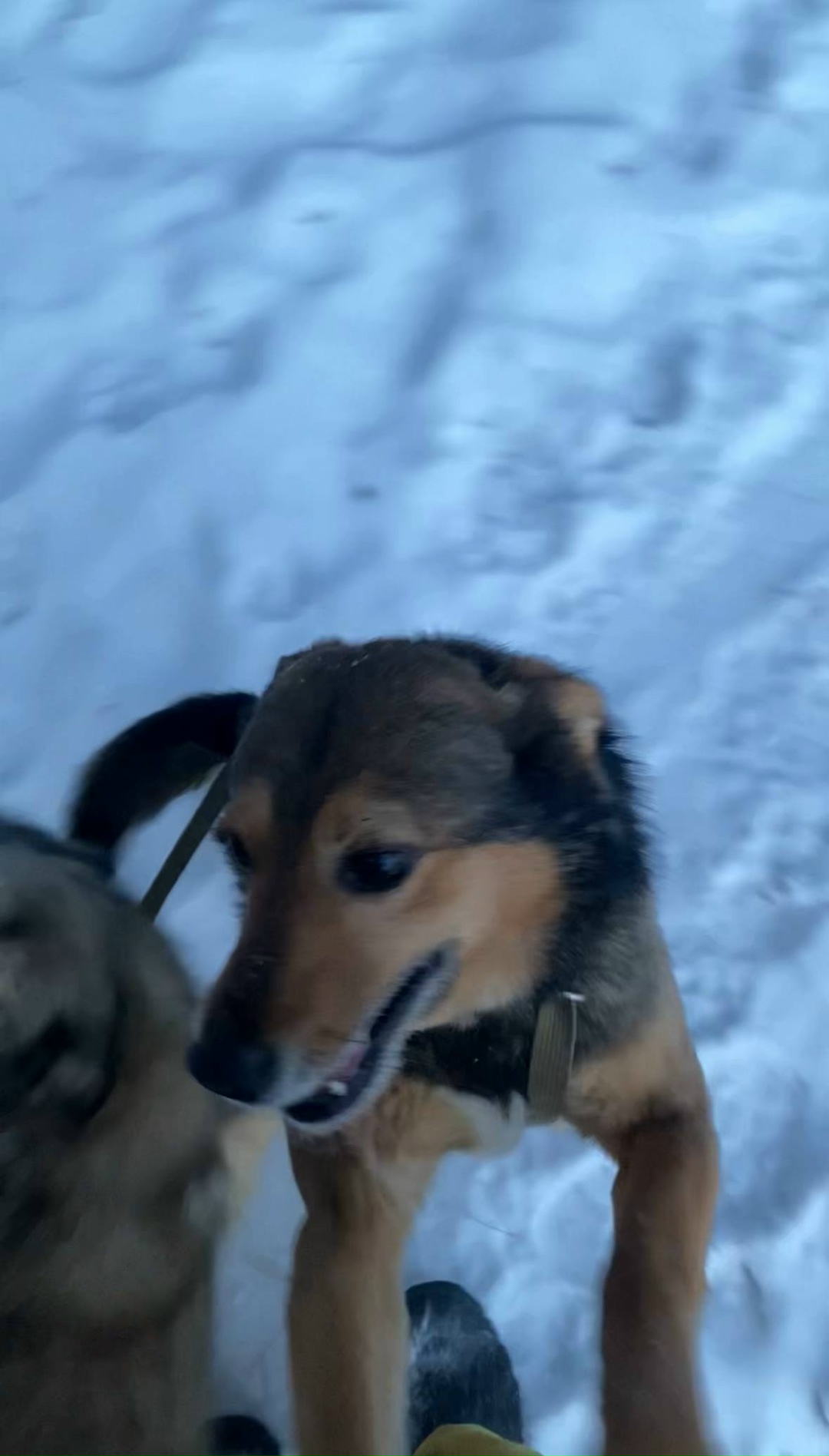 Пропала собака в Иркутске — фото объявления