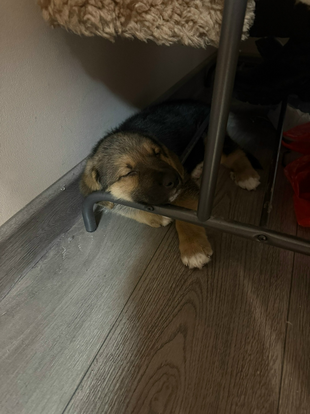 Найдена собака в Иркутске — фото объявления