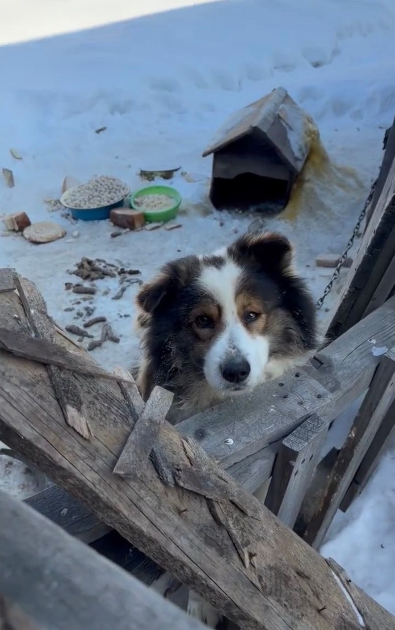 Найдена собака в Иркутске — фото объявления