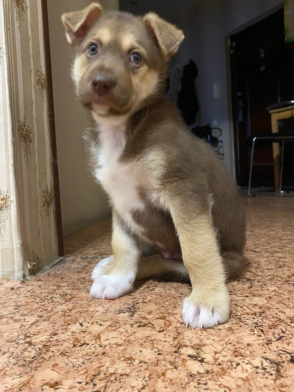 Найдена собака в Иркутске — фото объявления