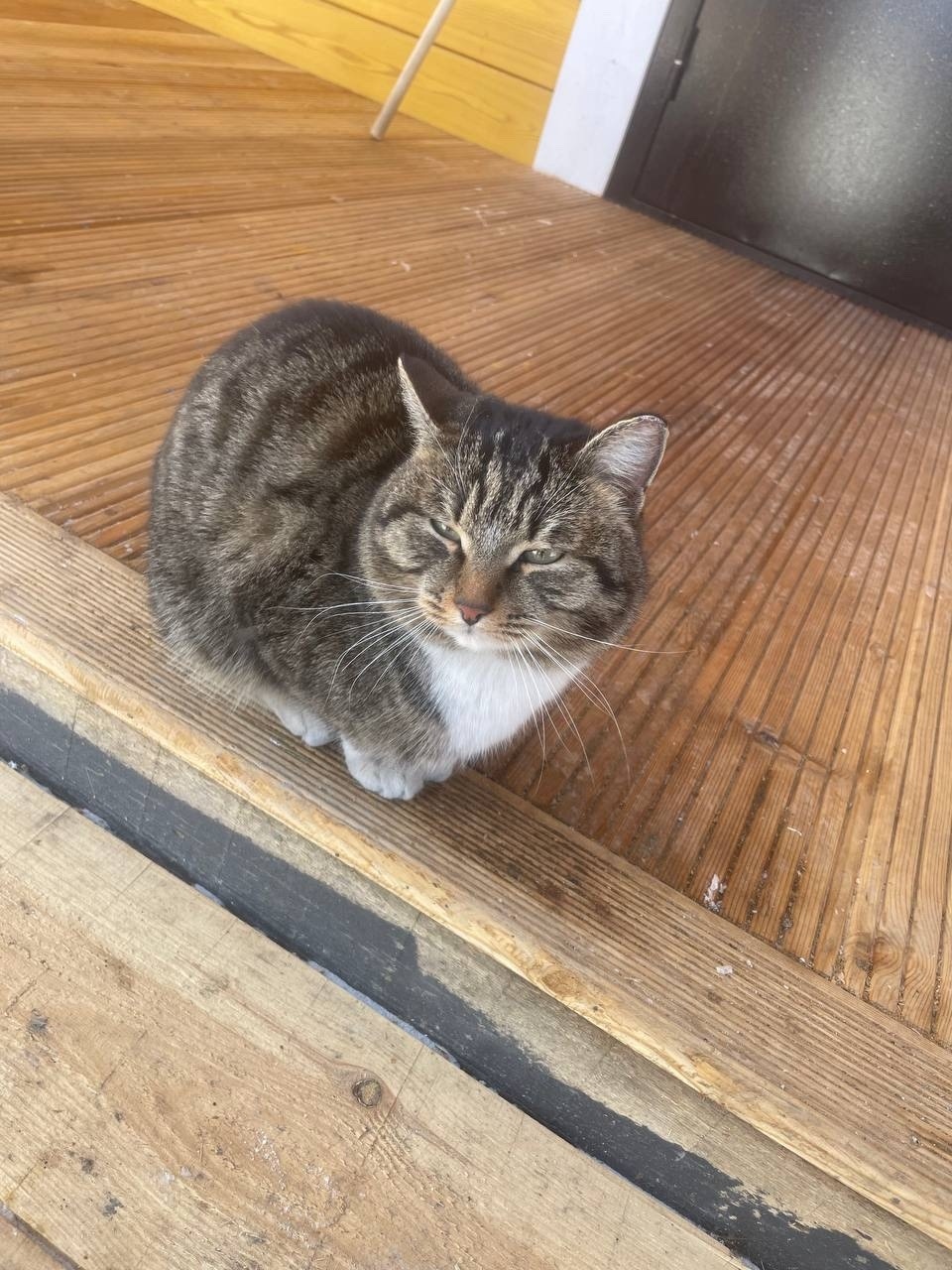 Пропала кошка в Иркутске — фото объявления