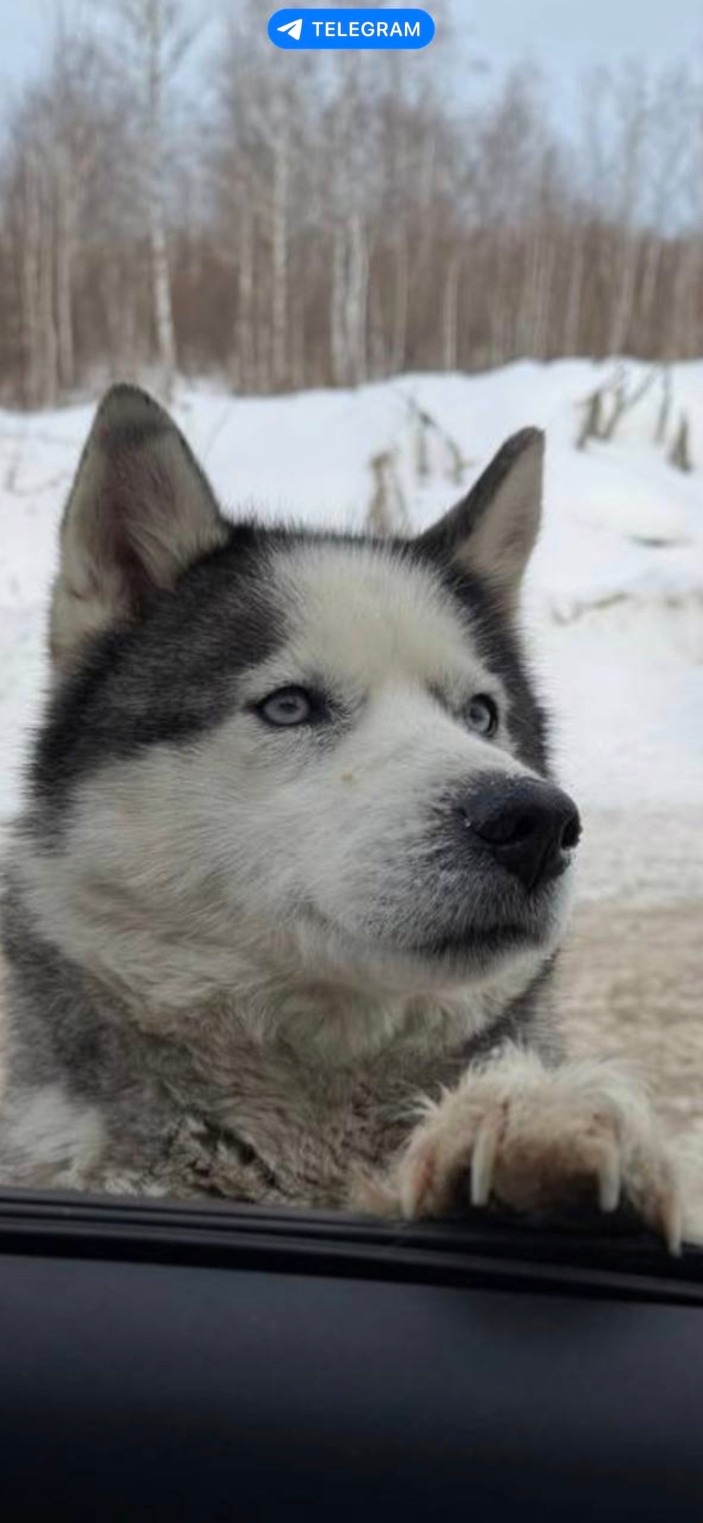 Найдена собака в Иркутске — фото объявления