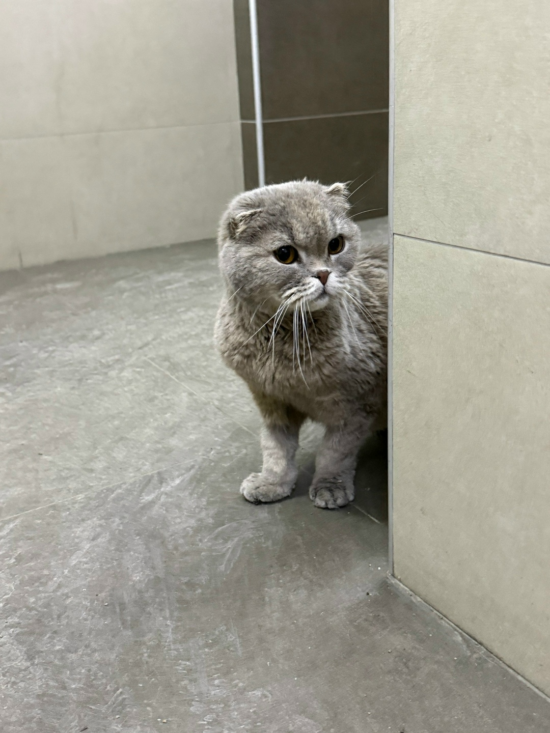 Найдена кошка в Иркутске — фото объявления