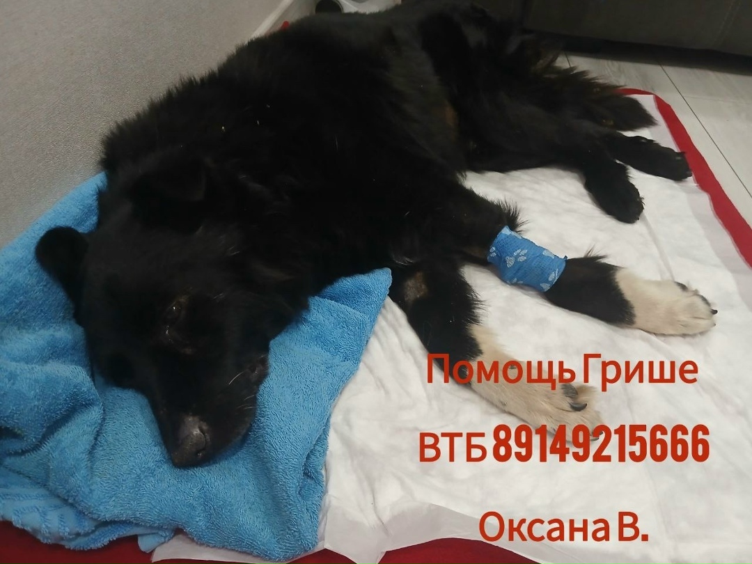 Найдена собака в Иркутске — фото объявления