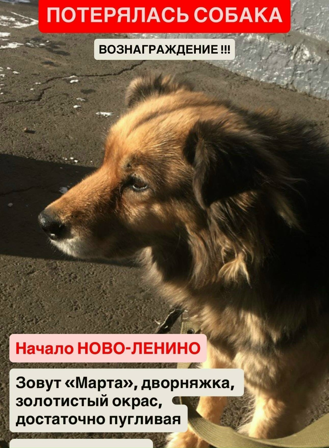 Пропала собака в Иркутске — фото объявления