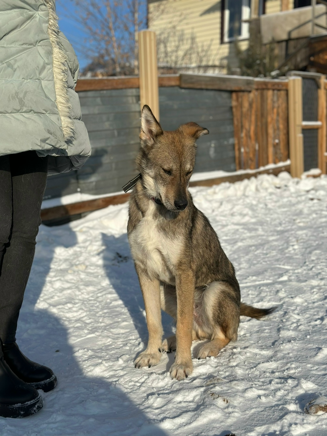 Найдена собака в Иркутске — фото объявления