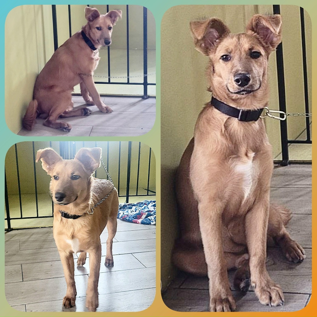 Найдена собака в Иркутске — фото объявления