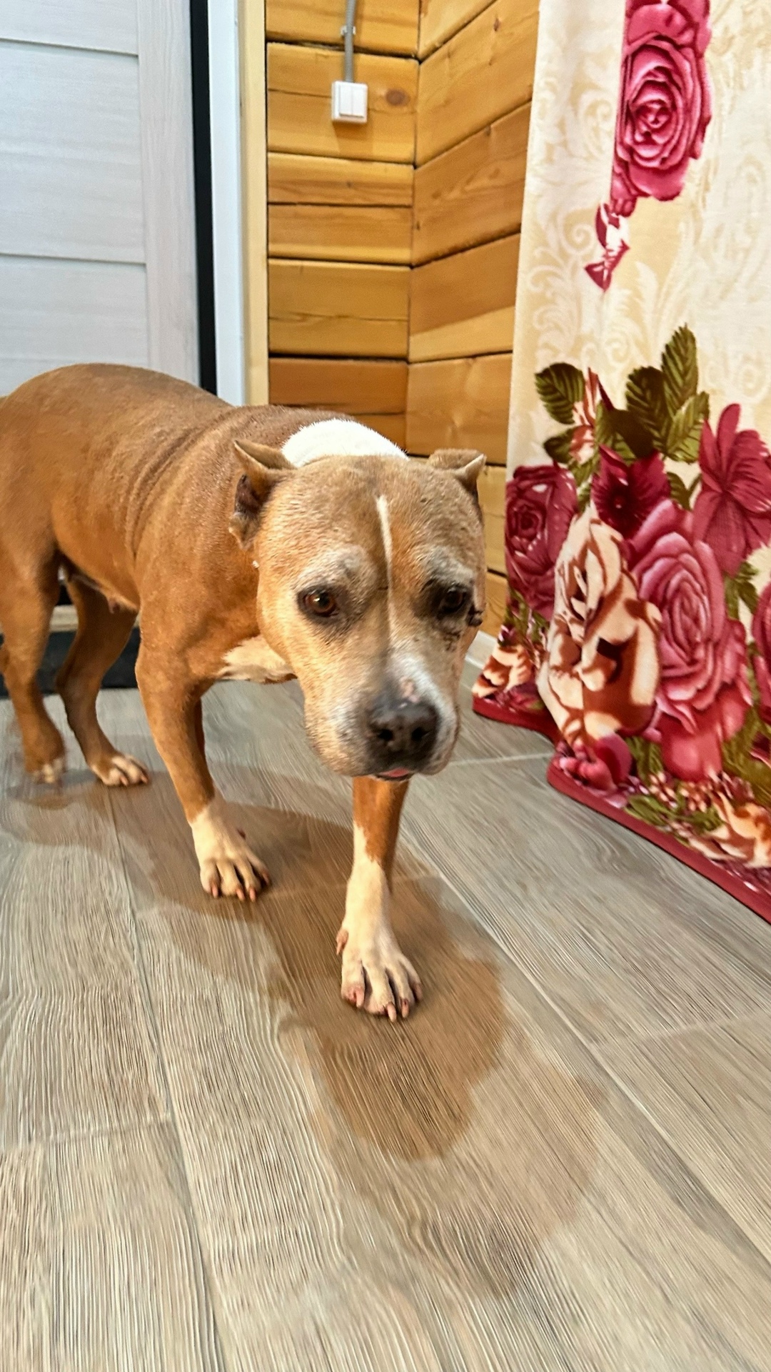 Найдена собака в Иркутске — фото объявления