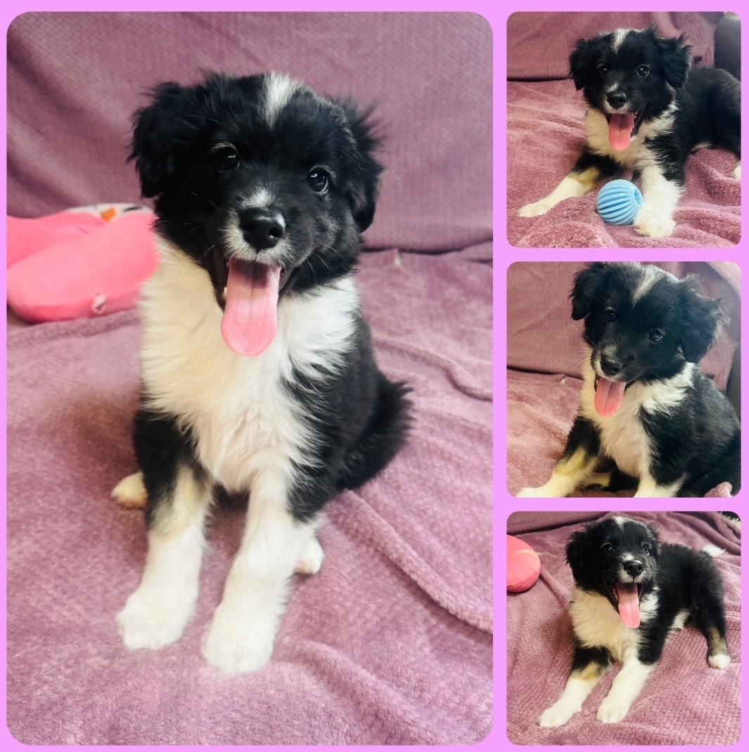 Найдена собака в Иркутске — фото объявления