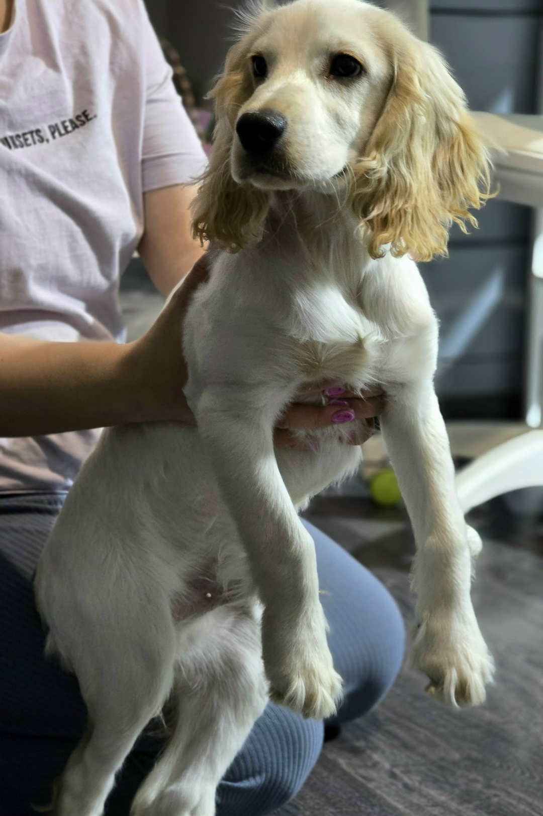 Найдена собака в Иркутске — фото объявления