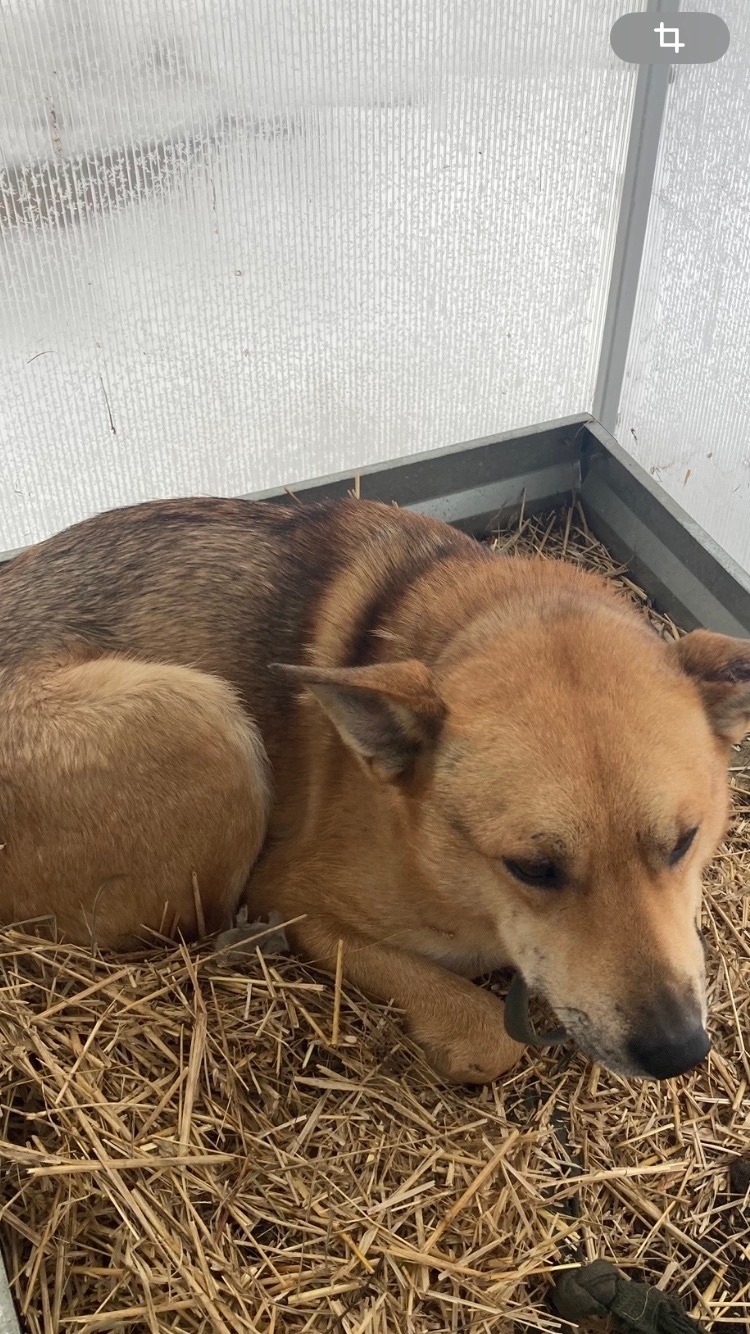 Пропала собака в Иркутске — фото объявления