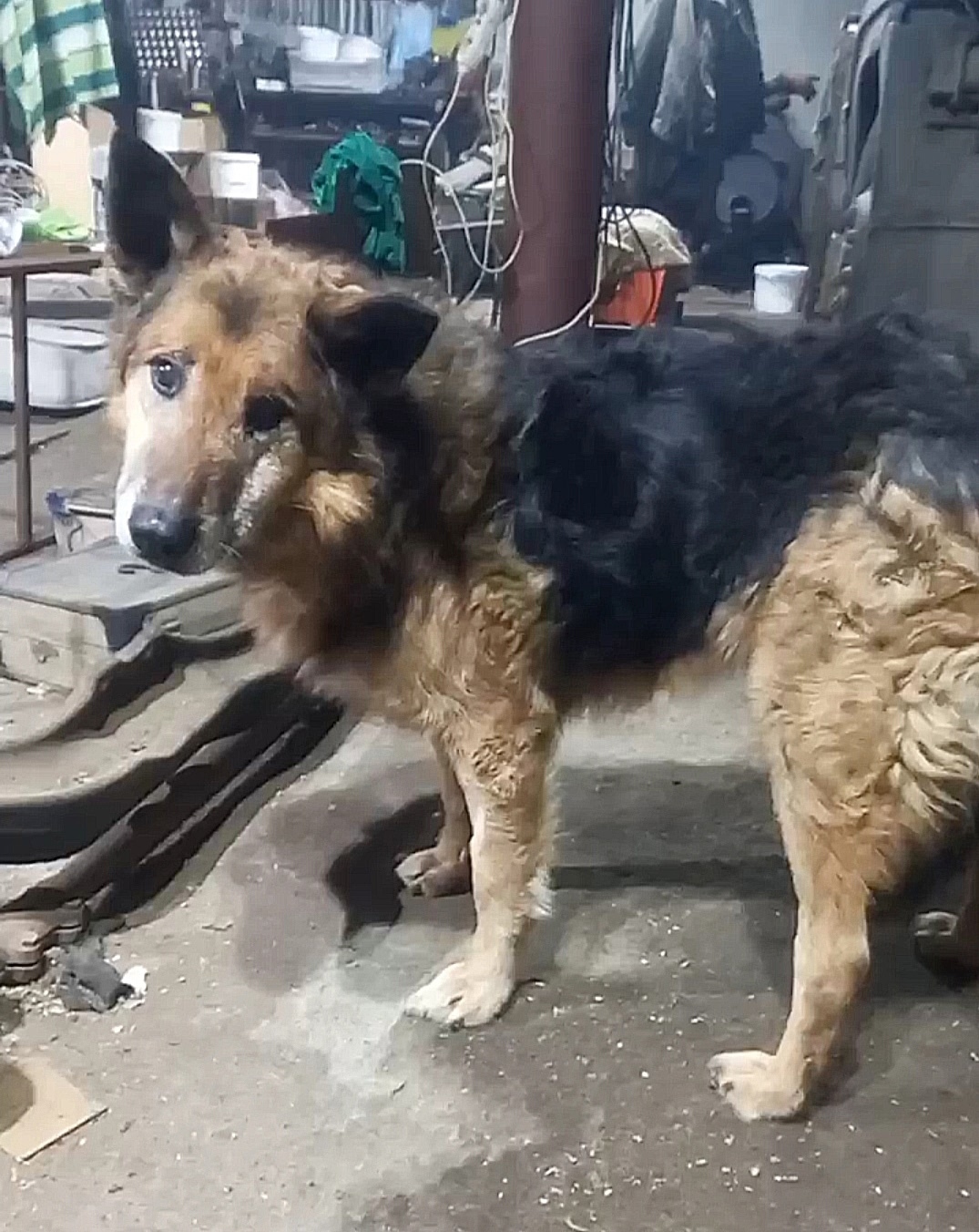 Пропала собака в Иркутске — фото объявления