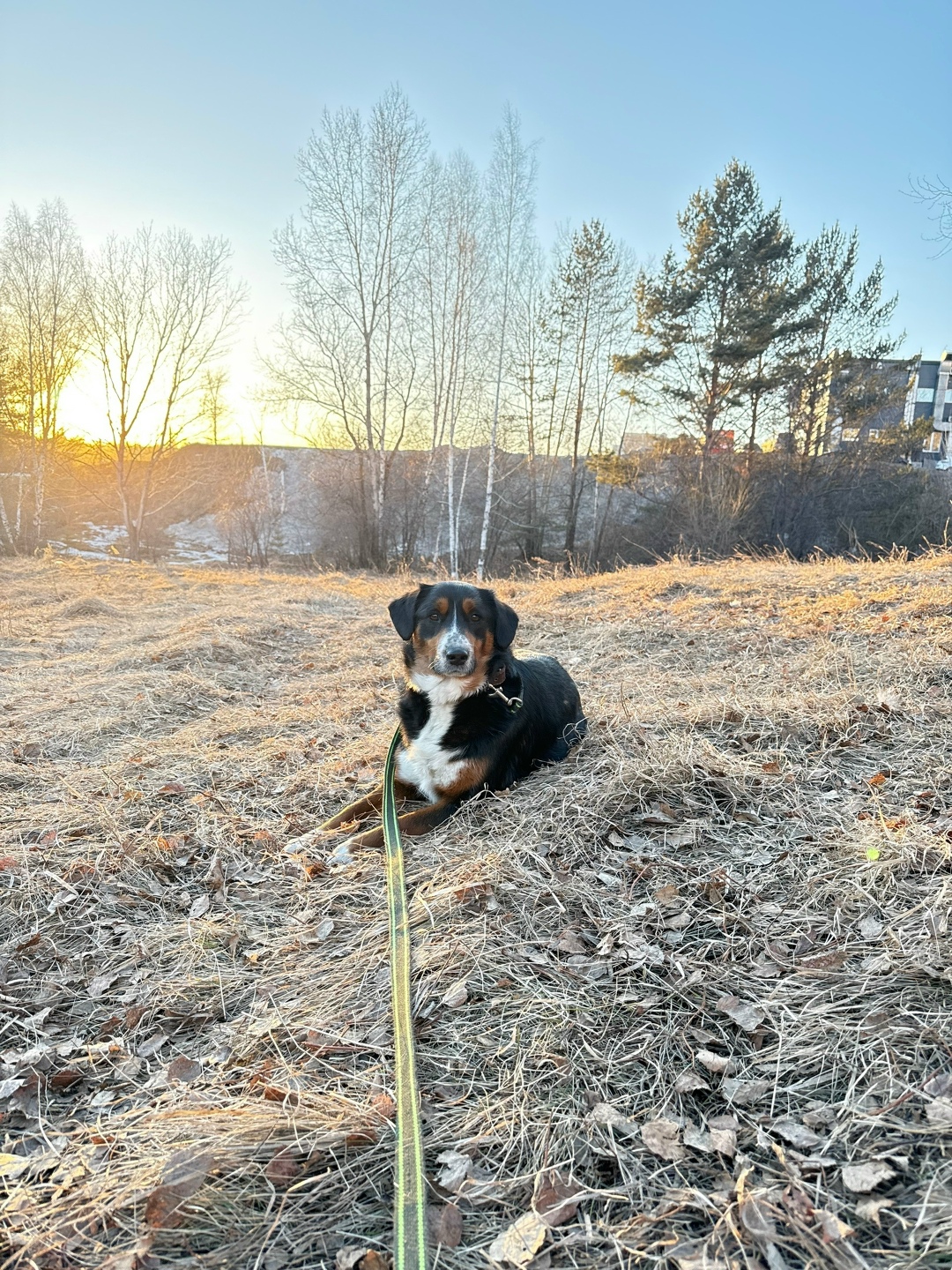 Найдена собака в Иркутске — фото объявления