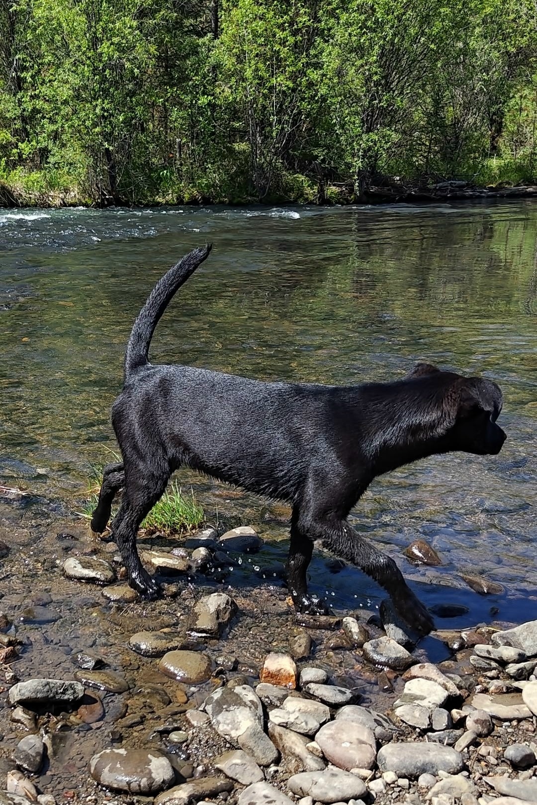Пропала собака в Иркутске — фото объявления