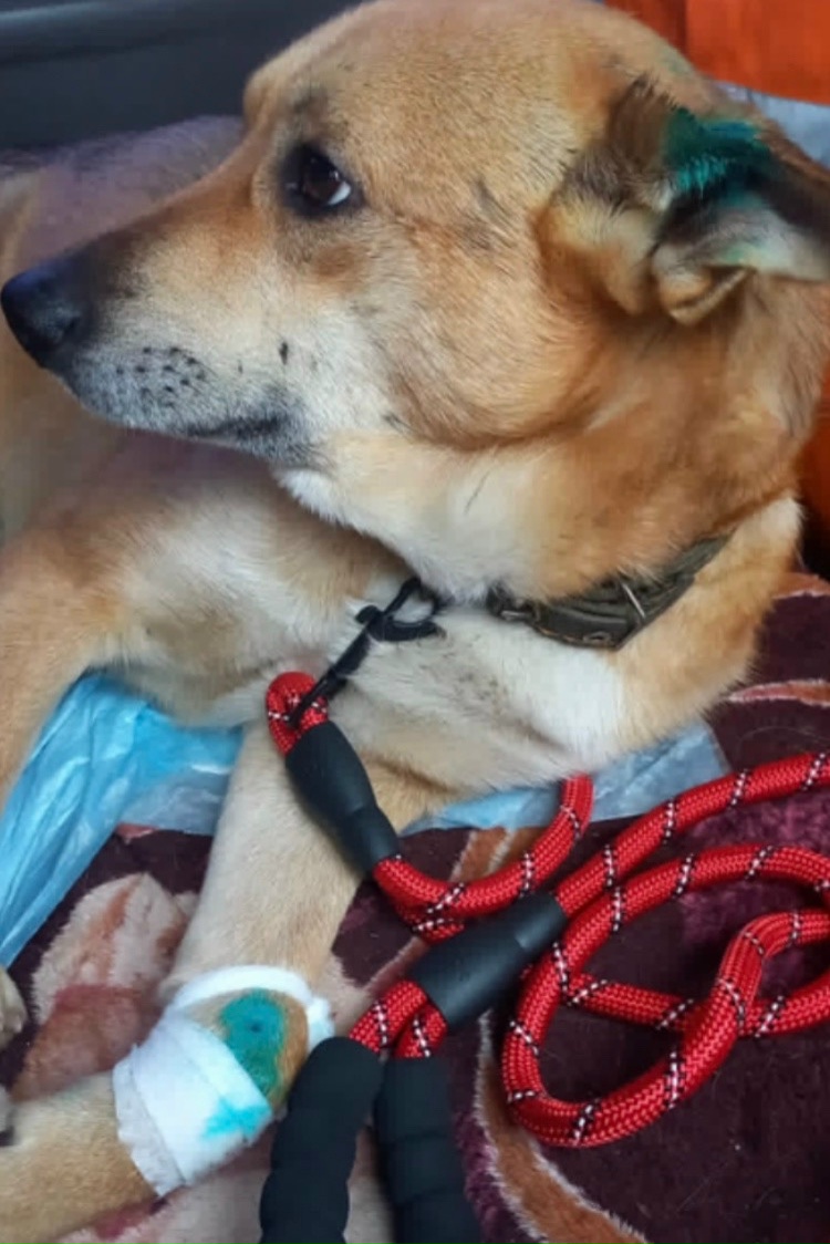 Пропала собака в Иркутске — фото объявления