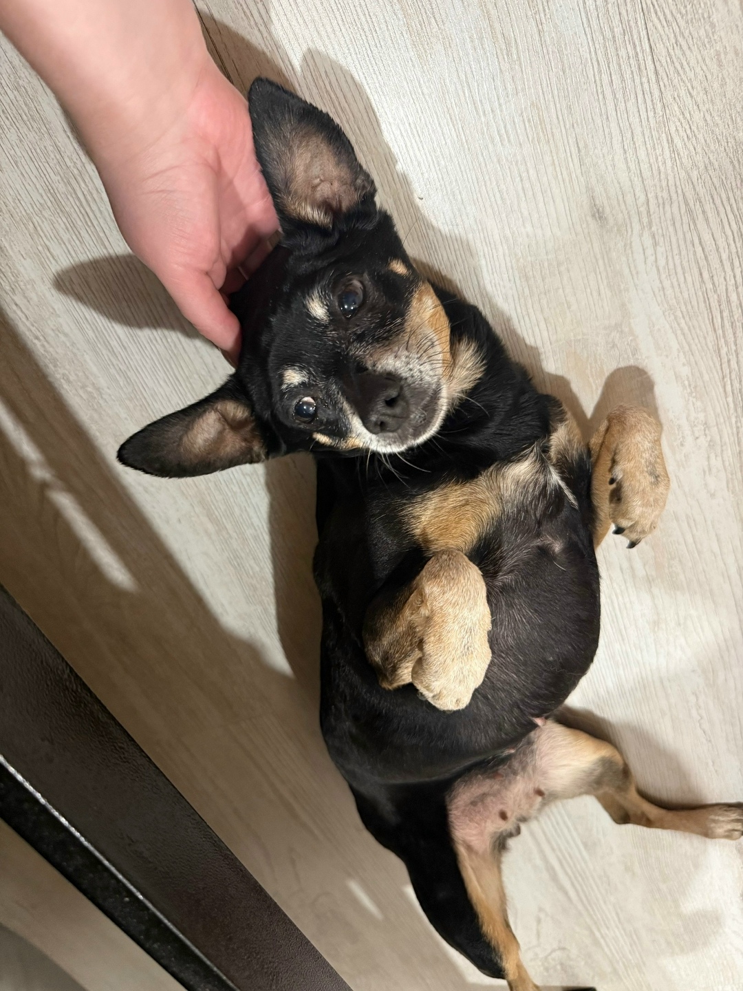 Найдена собака в Иркутске — фото объявления