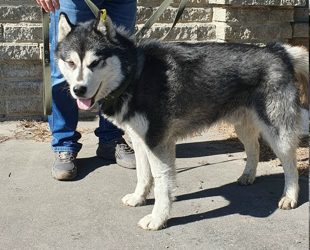 Найдена собака в Иркутске — фото объявления