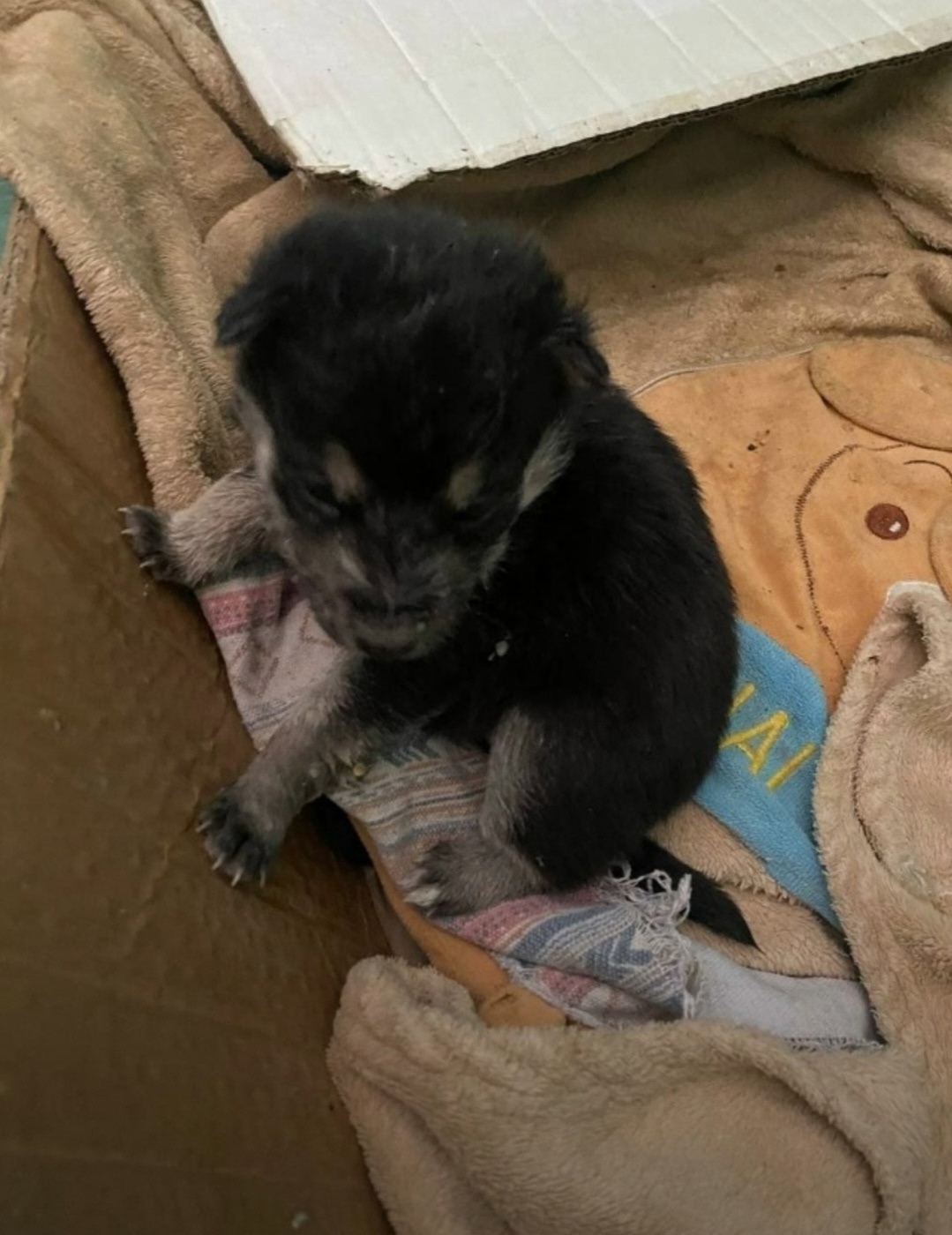 Пропала собака в Иркутске — фото объявления