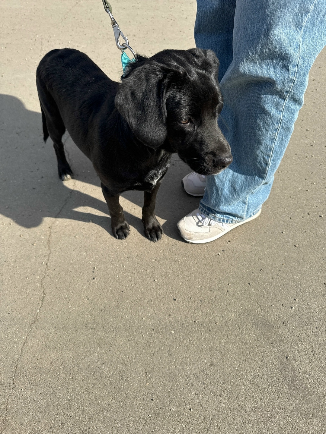 Пропала собака в Иркутске — фото объявления