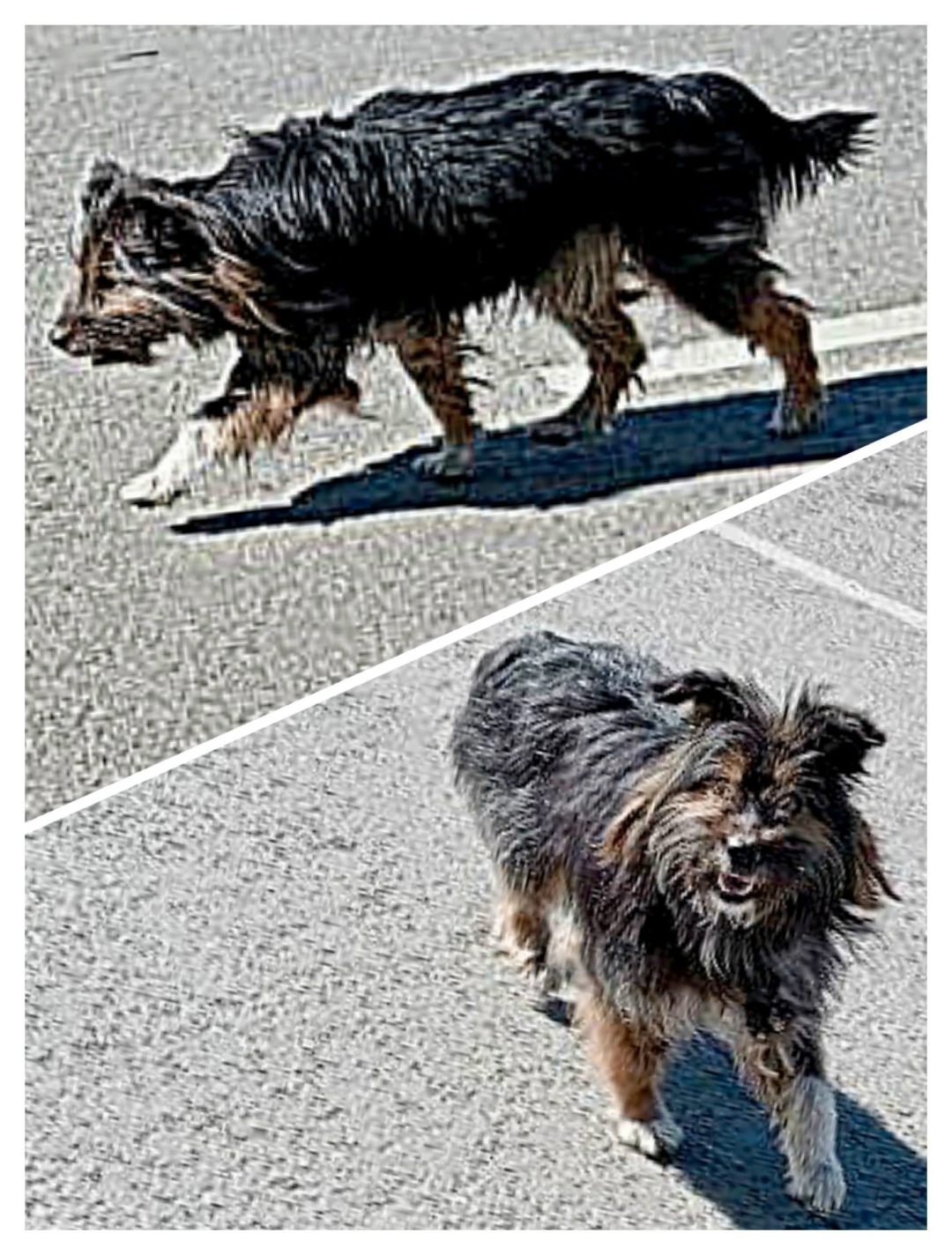 Пропала собака в Иркутске — фото объявления