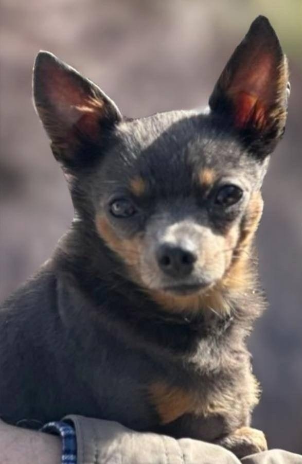 Пропала собака в Иркутске — фото объявления