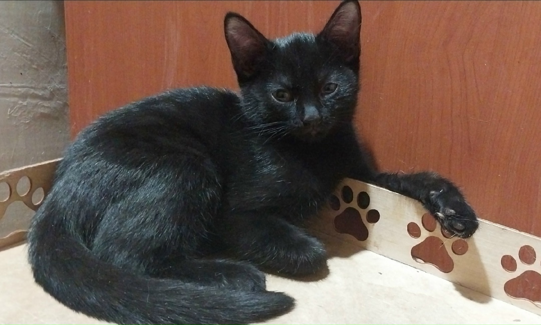 Найдена кошка в Иркутске — фото объявления