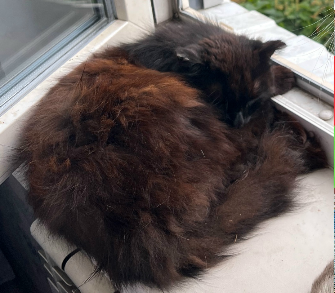 Пропала кошка в Иркутске — фото объявления