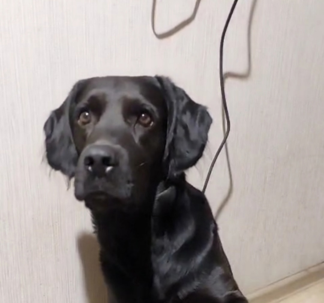 Пропала собака в Иркутске — фото объявления