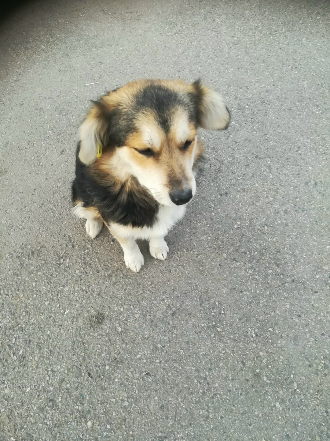 Найдена собака в Иркутске — фото объявления