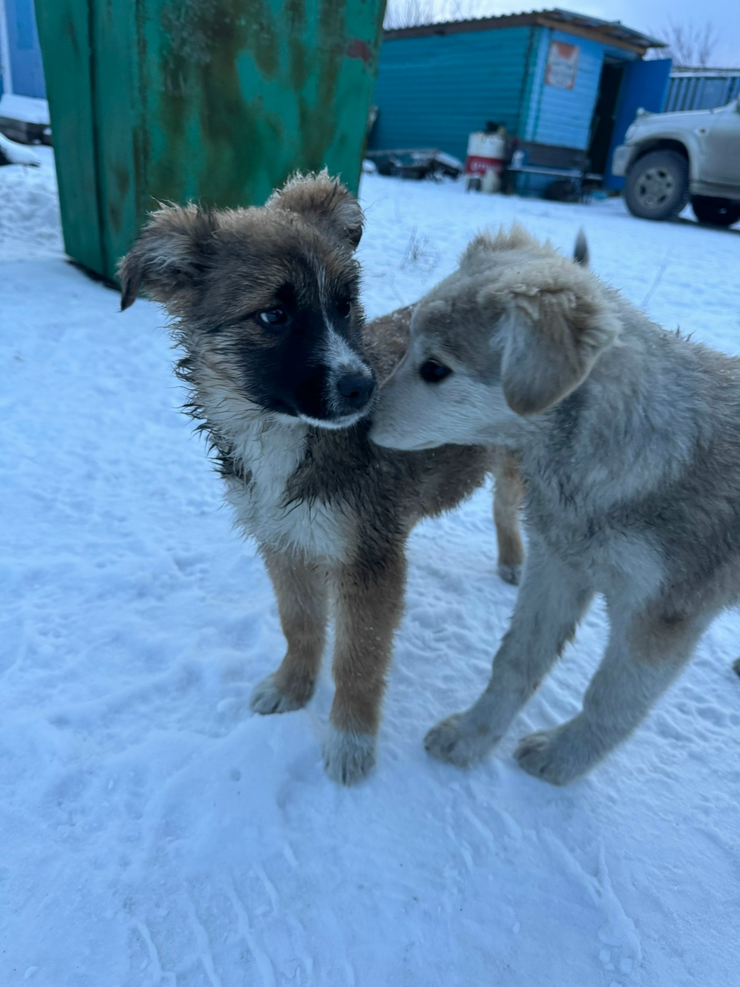 Найдена собака в Иркутске — фото объявления