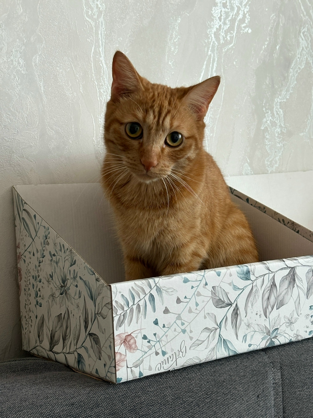 Пропала кошка в Иркутске — фото объявления