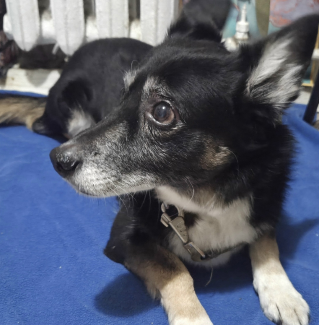 Найдена собака в Иркутске — фото объявления