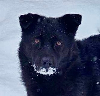Найдена собака в Иркутске — фото объявления