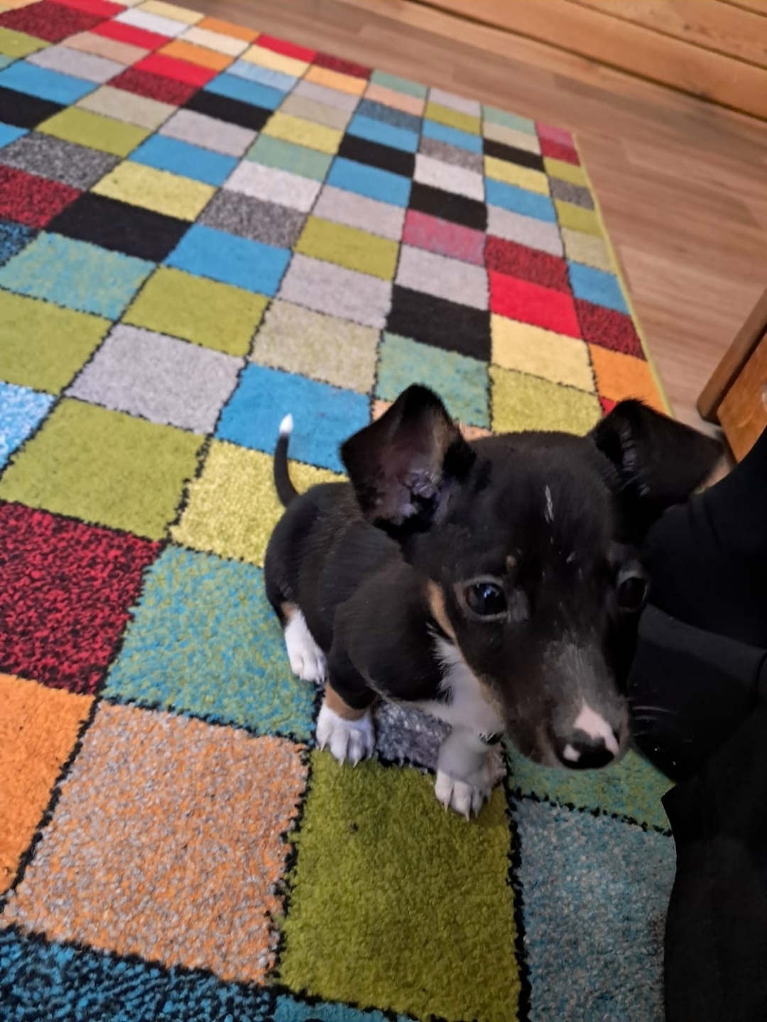 Найдена собака в Иркутске — фото объявления