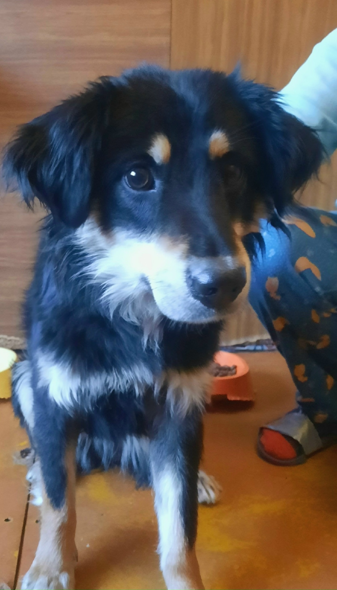 Найдена собака в Иркутске — фото объявления