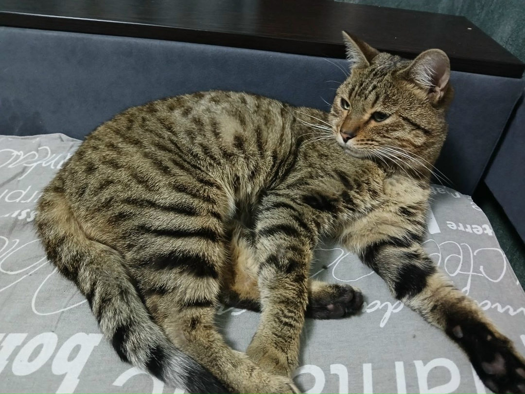 Найдена кошка в Иркутске — фото объявления