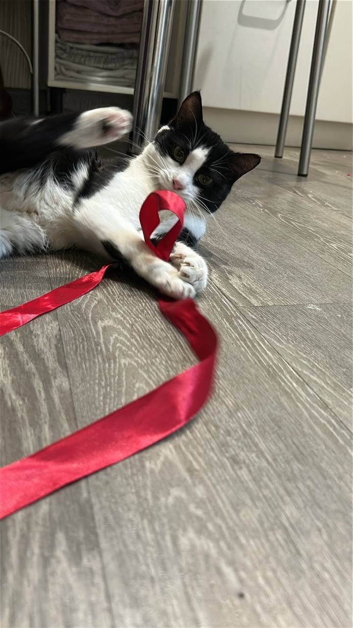 Найдена кошка в Иркутске — фото объявления